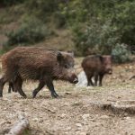 Trece afectados por triquinosis tras comer jabalí de una cacería