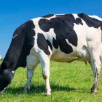 Desvelan el posible origen de la enfermedad de las “vacas locas”